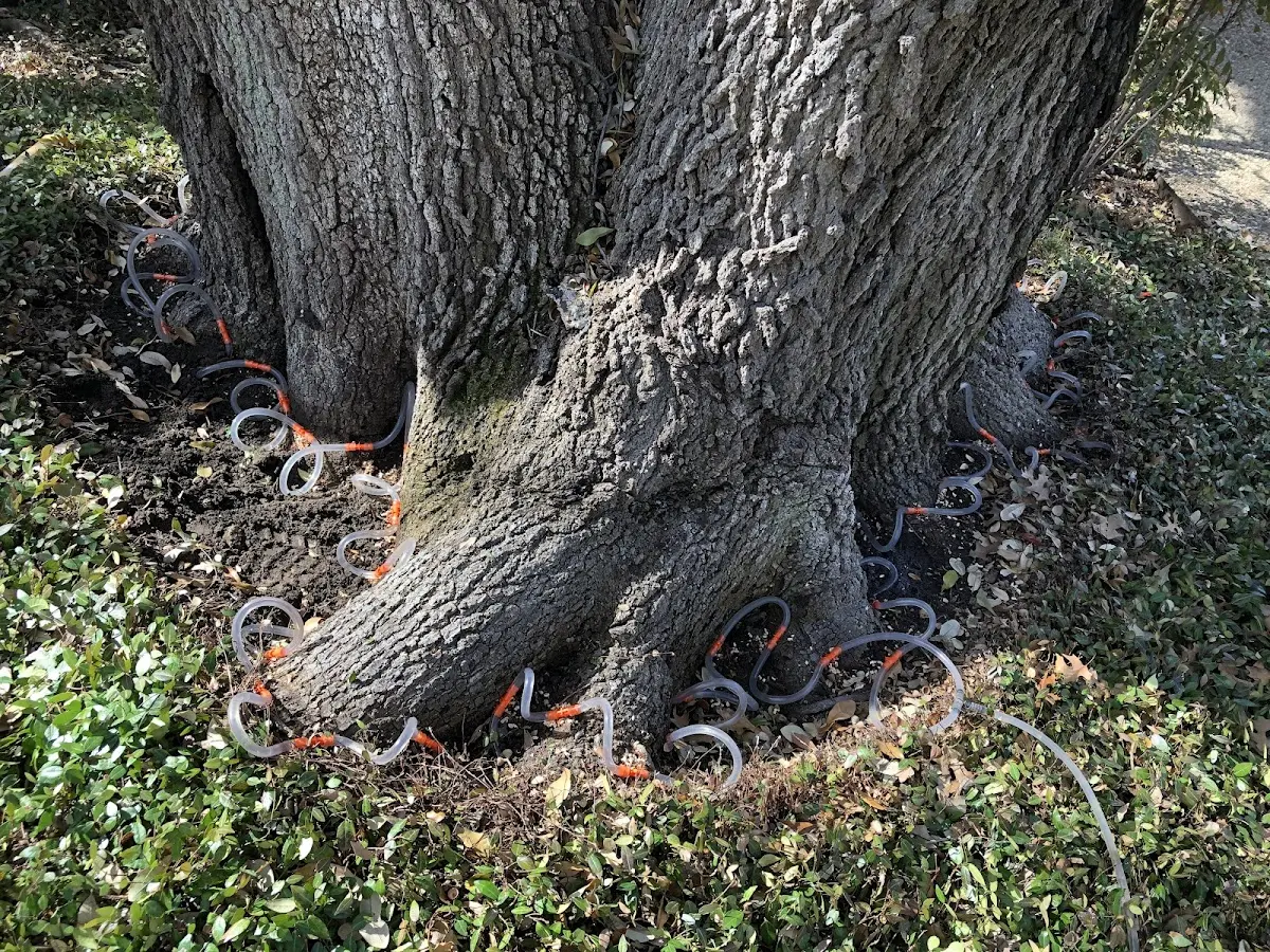 Detailed Tree Cabling and Bracing job site in Doerun